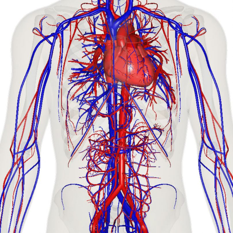 sistema-circulatorio