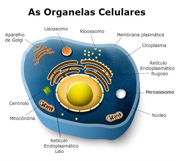 resumo-organelas-celulares