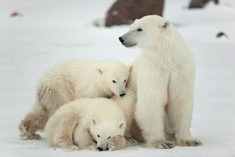 Animais vertebrados: Urso-polar