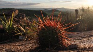 Caatinga
